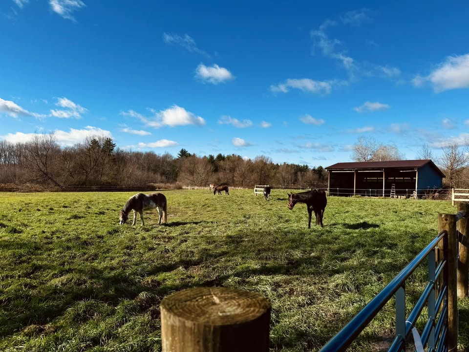 Pasture turnout at Waterhorse Farm