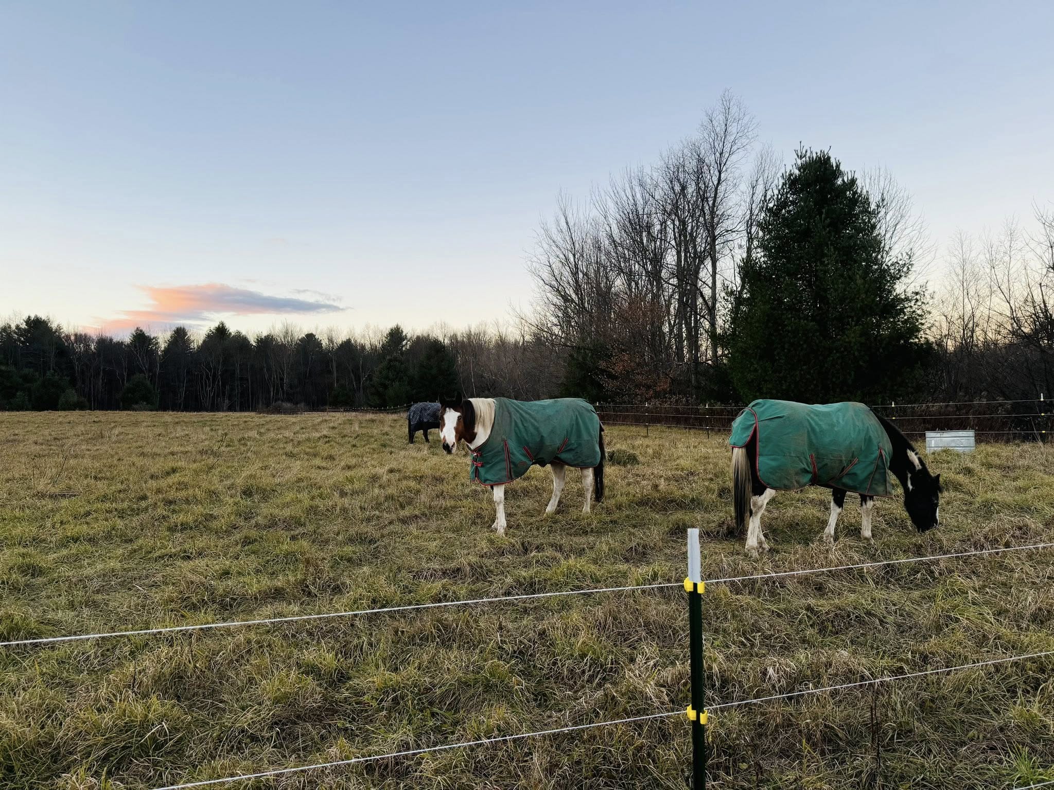 Additional pasture turnout at Waterhorse Farm